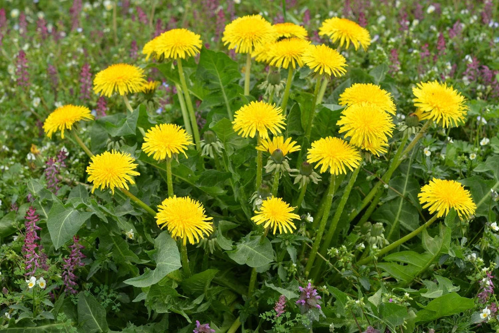 SAFLAX - BIO - Dente di leone - 400 semi - Taraxacum officinale
