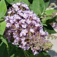 Schmetterlingsflieder, Winterharte Für Balkon -Buddleja Wild, Extrem 150Samen