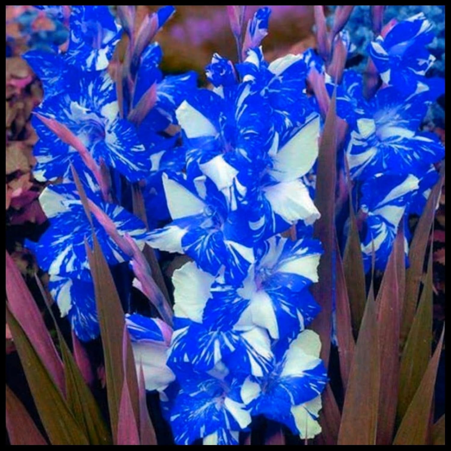 Mix di bulbi da fiore, bulbo magico misterioso, piantagione resistente, bulbo da fiore perenne resistente all'inverno, bulbi resistenti - 3 bulbi di orchidea