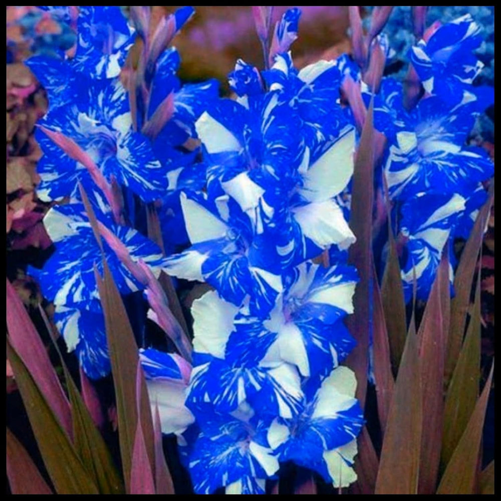 Mix di bulbi da fiore, bulbo magico misterioso, piantagione resistente, bulbo da fiore perenne resistente all'inverno, bulbi resistenti - 3 bulbi di orchidea