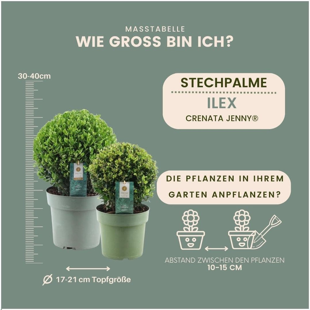 Plants by Frank | Echte Stechpalme Kugel | 1X Ilex Crenata 'Jenny' 20 Cm & 1X Kugel 25 Cm | Set Von 2 Stück | 20-25 Cm Ø Durchmesser | Buchsbaum Ersatz | Gartenpflanzen | Buchsbaum