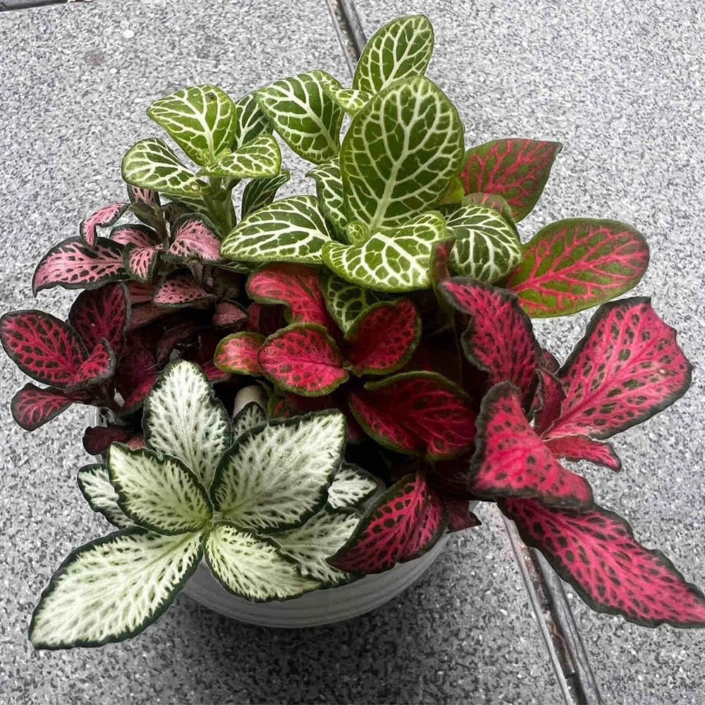 Fittoniasamen, Bodendecker Stauden Winterhart Balkon Gewächshäuser 150Pcs