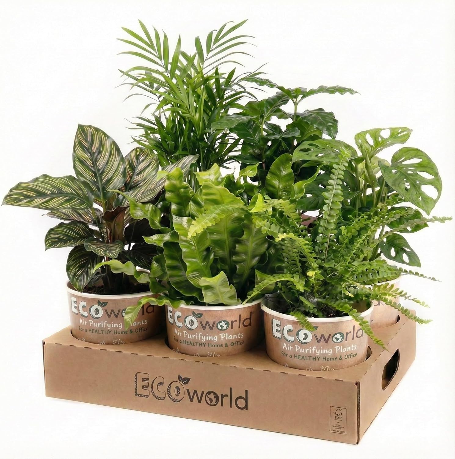 Vdvelde.Com - Luftreinigende Pflanzen Anthrazit 6 - Tierfreundliche Grüne Zimmerpflanzen - Einfacher Und Geringer Lichtbedarf - Ø12 Cm ↥Ca.40 Cm