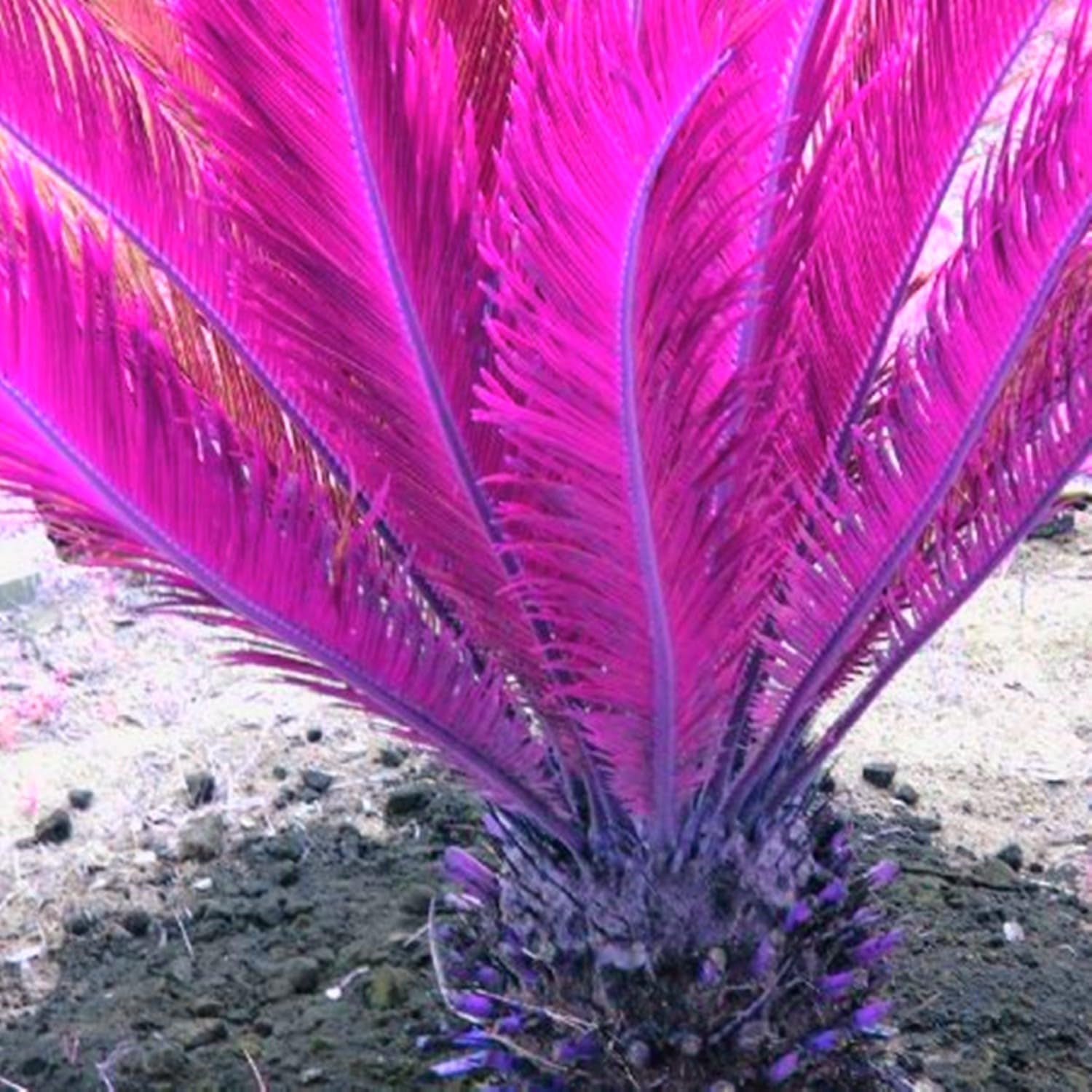 Mix di bulbi da fiore, bulbo magico misterioso, piantagione resistente, bulbo da fiore perenne resistente all'inverno, bulbi resistenti - 3 bulbi di orchidea