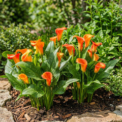 Calla Bulbs Hardy Perenne - Zantedeschia Orange Passion (Arancio) - 5 bulbi da fiore grandi - Piante vere dell'Olanda - Per giardino e vasi (non semi, non artificiali)