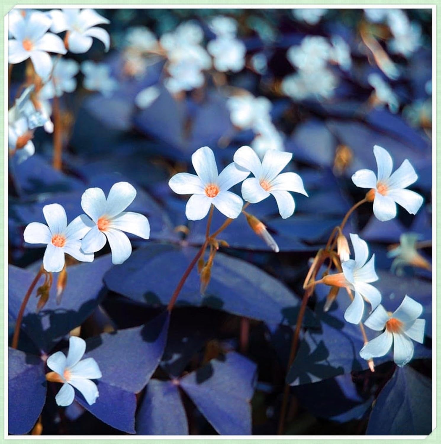 Mix di bulbi da fiore, bulbo magico misterioso, piantagione resistente, bulbo da fiore perenne resistente all'inverno, bulbi resistenti - 3 bulbi di orchidea