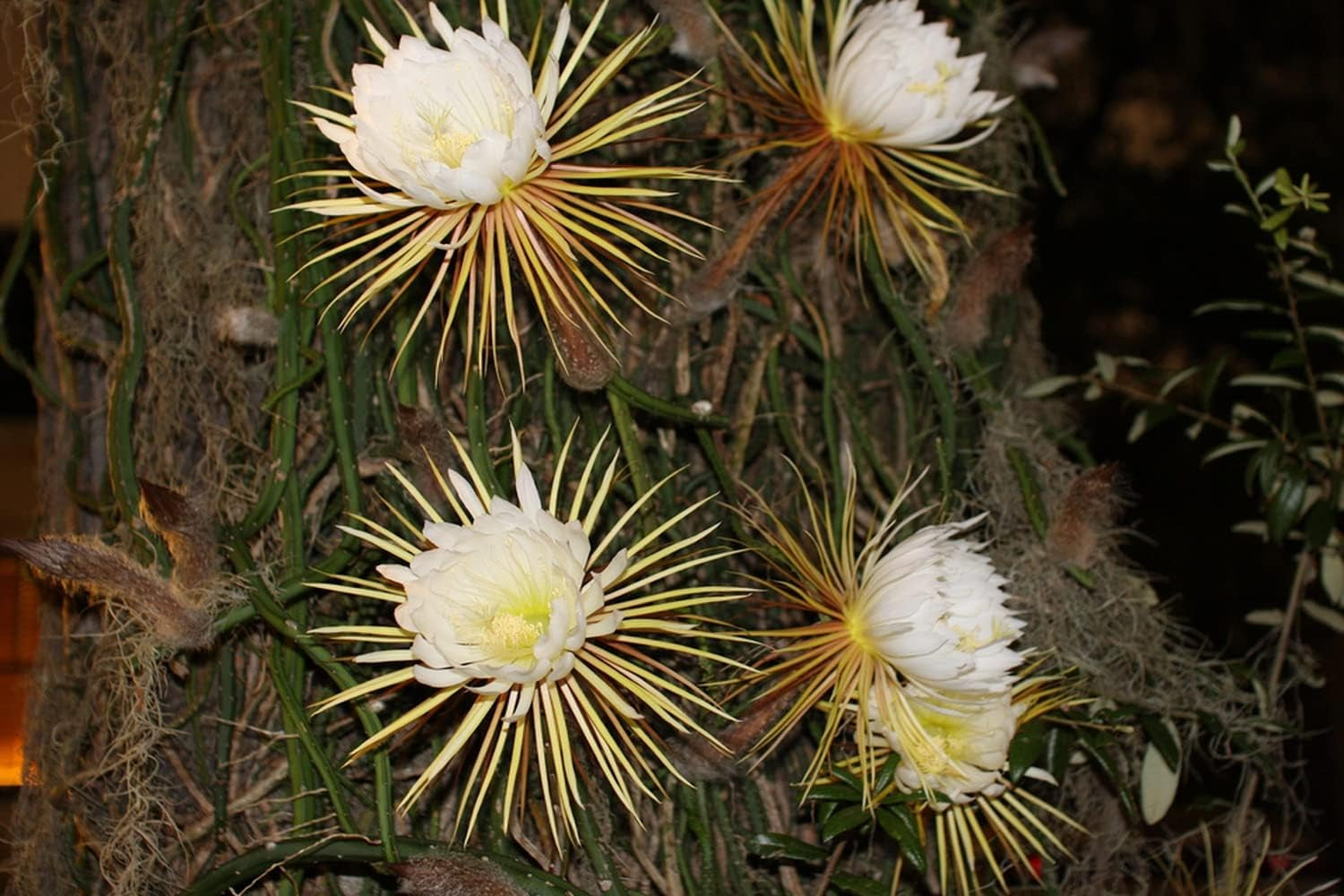 SAFLAX - Kakteen - Königin Der Nacht - 40 Samen - Selenicerus Grandiflorus