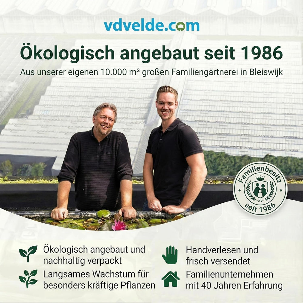 Vdvelde.Com - Luftreinigende Pflanzen Anthrazit 6 - Tierfreundliche Grüne Zimmerpflanzen - Einfacher Und Geringer Lichtbedarf - Ø12 Cm ↥Ca.40 Cm