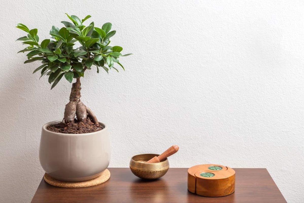 Bloomique - Ficus Ginseng - Bonsai Baum - Zimmerpflanzen - Pflegeleicht - Luftreinigend - Höhe 30-40 Cm - Topf 17 Cm