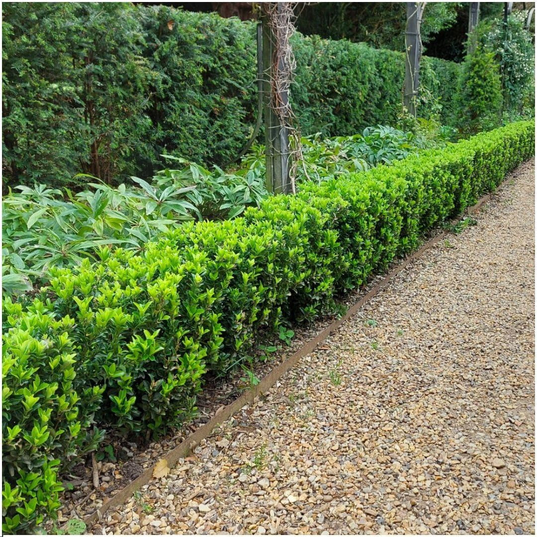 Plants by Frank | 48 Grüne Spindelstrauch Heckenpflanzen | Euonymus Japonicus 'Green Spire' | Japanischer Spindelstrauch | Buchsbaum Ersatz | Winterhart | Immergrüne Hecke | Gartenpflanzen
