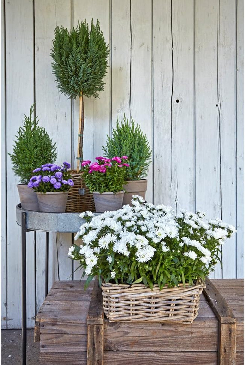 Ghiveci Dehner din ratan, aprox. 40 x 23 x 20 cm, țesătură de ratan, gri/maro