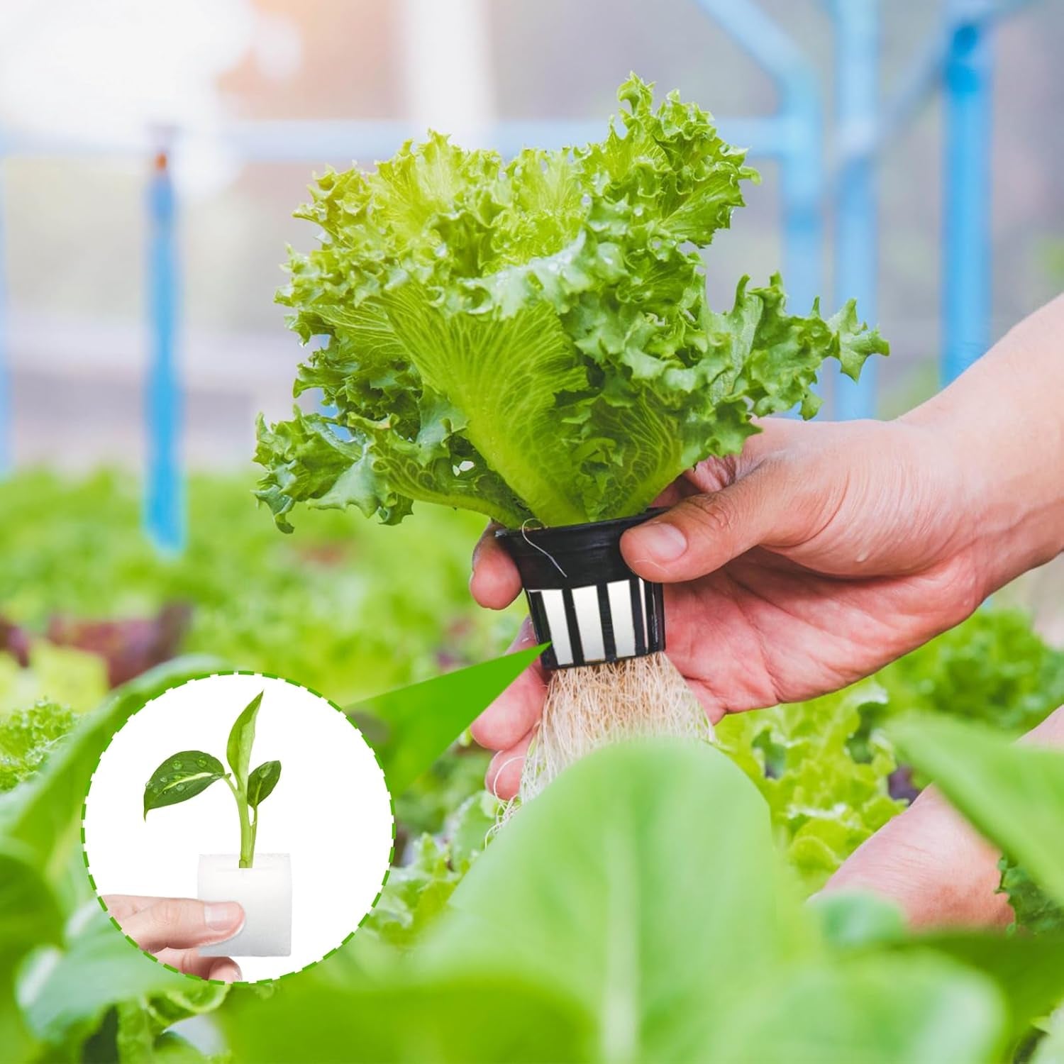 Lana di roccia, lana di roccia per propagazione, 2 pezzi, spugna idroponica, 200 pezzi dopo il taglio - Alternativa per serra, germinazione di semi e verdure domestiche