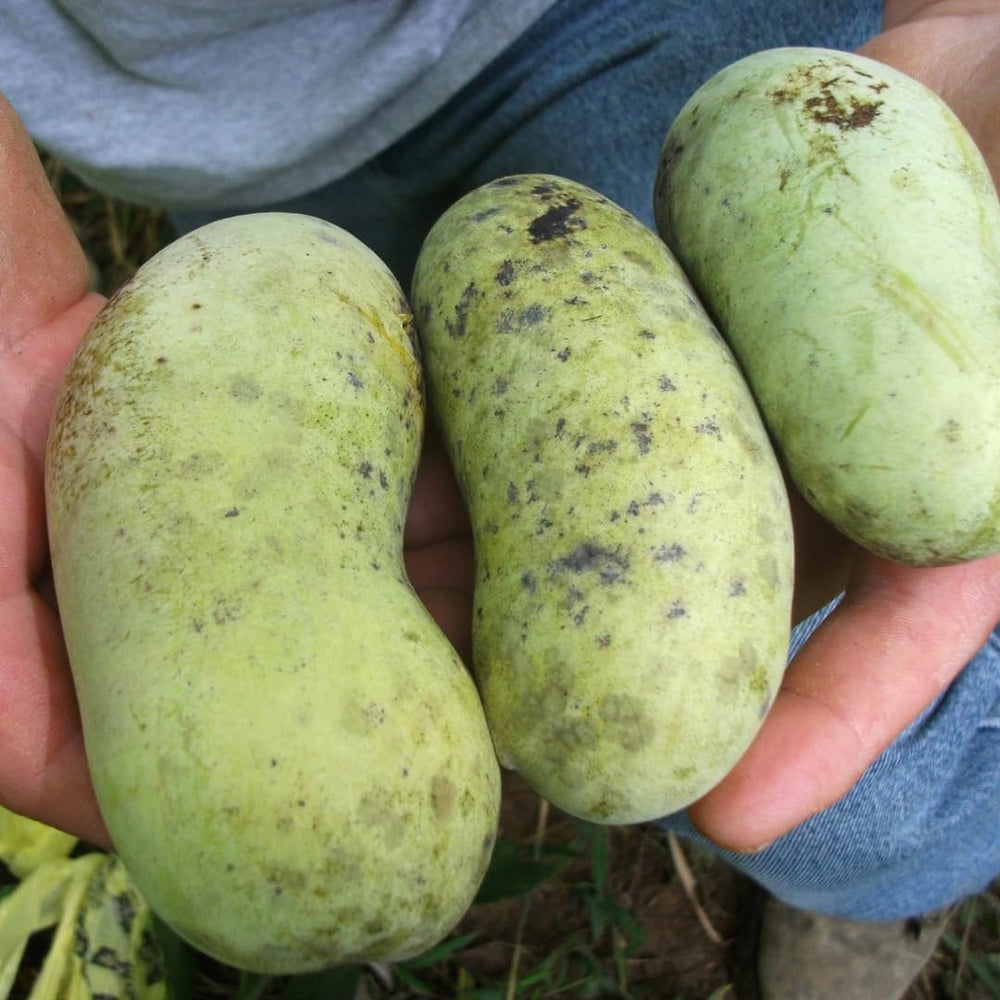 Asimina Triloba Sunflower (Pawpaw) Obstpflanze Antik Auf Topf 18-Max. 50Cm