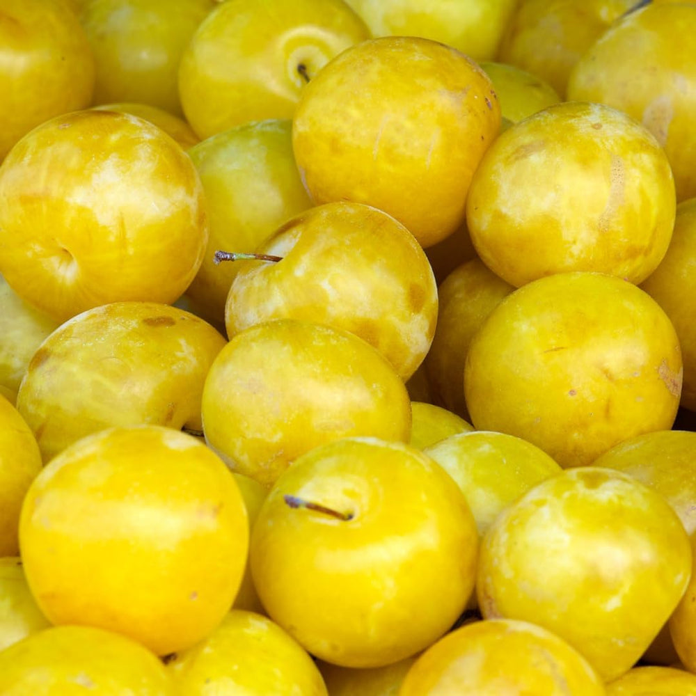 Pflaumenbaum TC Sun - Obstpflanze Topf Ø 24/26 Cm - Max. Wuchshöhe 180 Cm – Alter: 4 Jahre - Italienische Baumschule