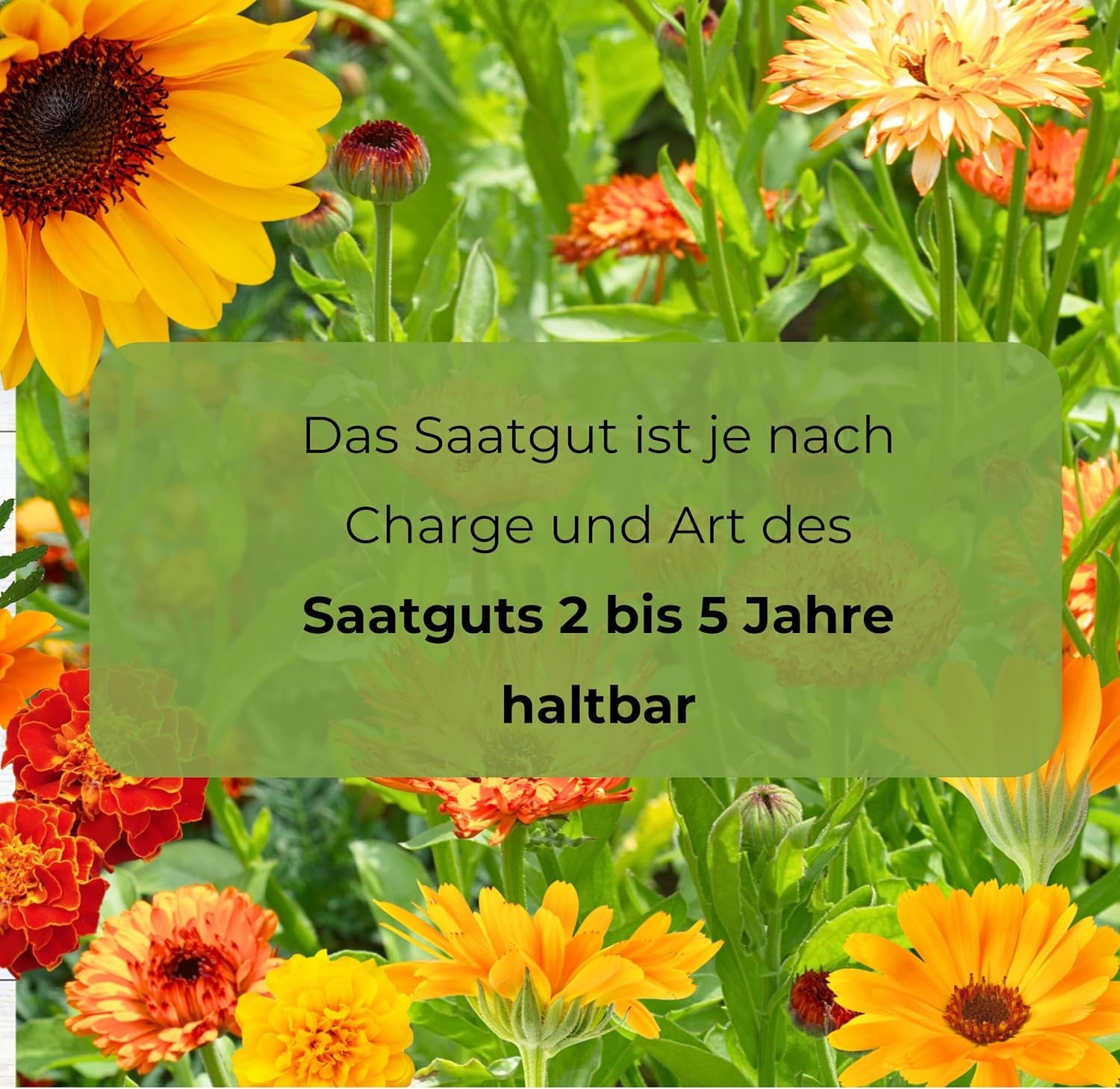 Semi Cosmos Sensation Mix 1g, Cosmos Mix Fiori estivi, Piante da giardino Piante da balcone, Semi di fiori