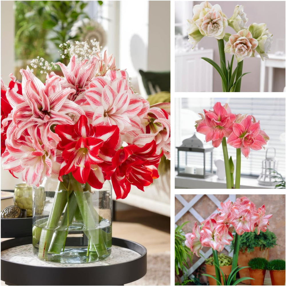Bulbi di Amaryllis, Collezione Doppia (3 Bulbi Grandi 26/30), Bulbi di Hippeastrum Resistenti, Perfetti per Interni e Vasi, Piante Esclusive dai Paesi Bassi (Senza Semi, Senza Cera)