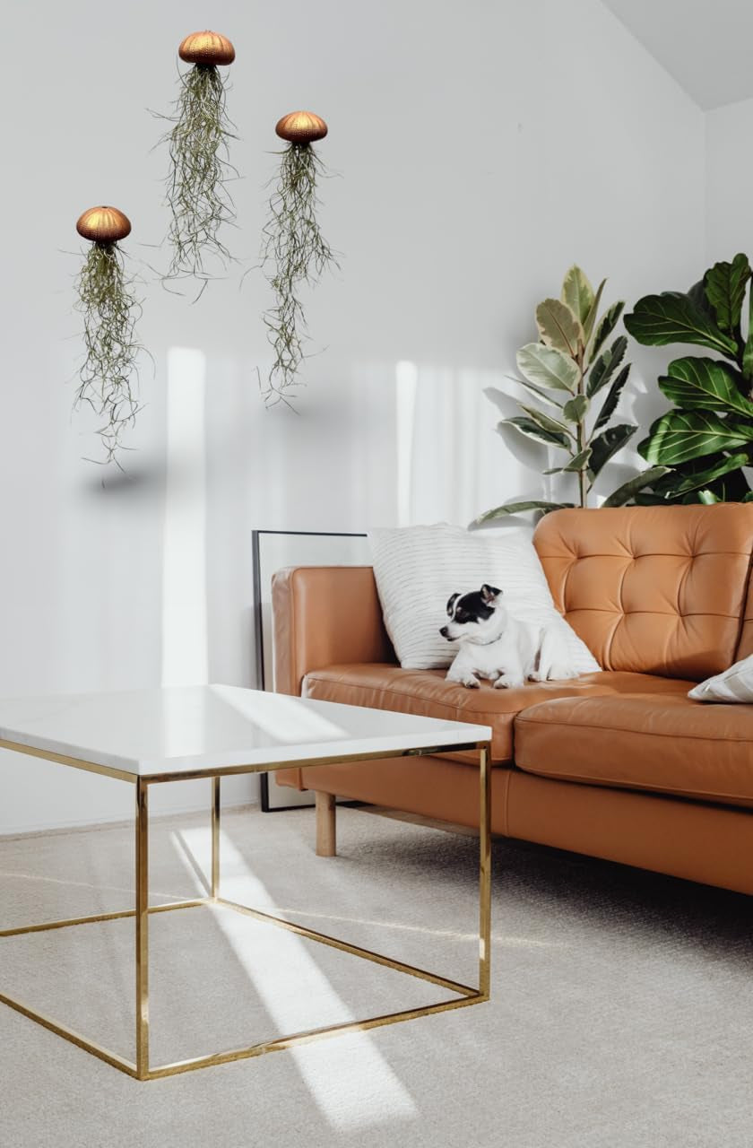 Tillandsien Luftpflanzen 3Er Set – Quallenpflanzen Mit Bronzefarbenen Seeigeln – Echt & Pflegeleicht – Bromeliengewächse Mit Spanischem Moos – Halterung Für Zuhause – Trendyairplants