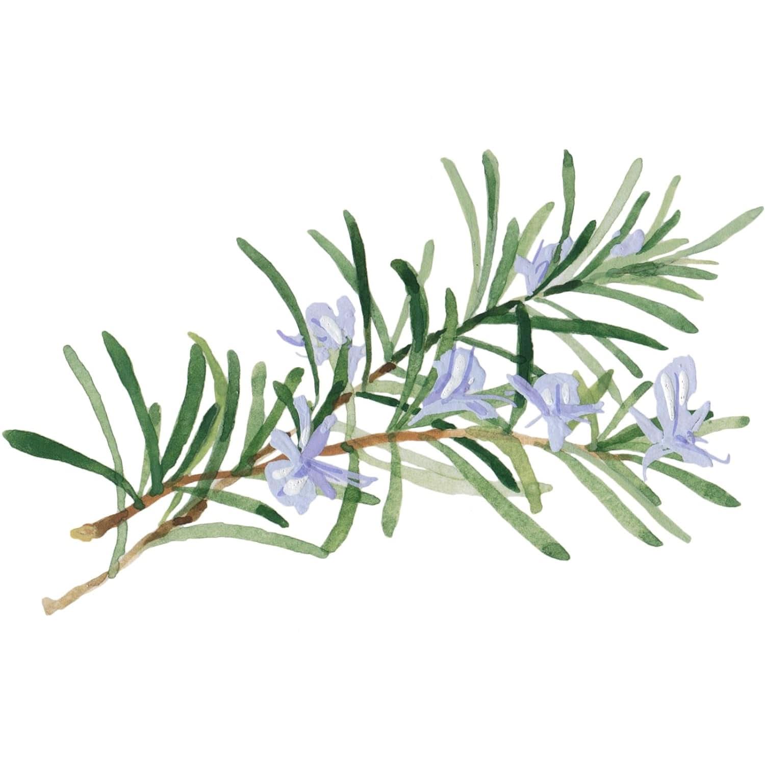 WELEDA Organic Skin Food Body Butter, Cremă unisex de îngrijire a corpului pentru îngrijirea pielii uscate și aspre, 150 ml Duș și baie Naty Shop