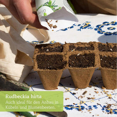 Semi di Echinacea: semi di Echinacea gialli premium per circa 20 piante di Echinacea da fiore – Semi di Rudbeckia – Rudbeckia resistente – Piante perenni di Echinacea – Piante perenni resistenti di OwnGrown