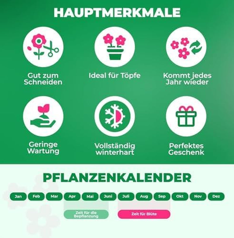 Calla Lilien Zwiebeln Winterhart Mehrjährig - Zantedeschia - 10 große Blumenzwiebeln, 5 Sorten Mix - Echte Pflanzen aus Holland - für Garten und Topf (grosse Knollen, kein Samen und nicht künstlich)