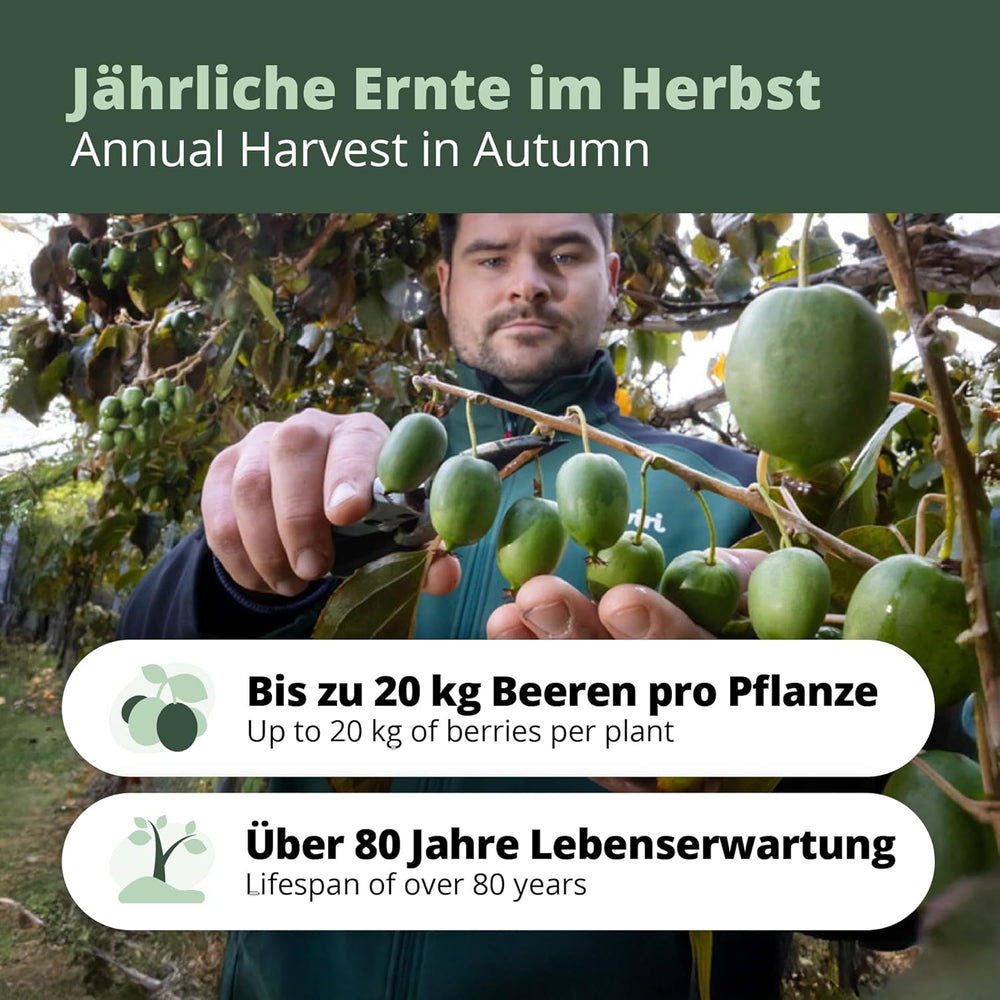 Kiwiri'S Kiwibeeren Quartett - 4 Kiwipflanzen (Actinidia Arguta) - Mini Kiwi - Sortengarantie Direkt Vom Züchter