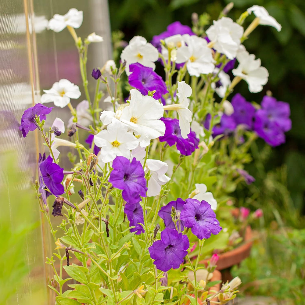 Semi di petunia: semi di petunia premium per circa 400 piante di petunia – Bellissimi semi di petunia per piante da balcone e da giardino – Semi di fiori – Semi di petunia rampicante – Fiori da balcone coltivati ​​in proprio