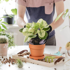 Hollyone set de 8 piese de ghivece mici din teracotă, ghivece rotunde din lut de 8 x 8 cm cu farfurie și orificiu de drenaj, ghivece mici cu tavă, ghivece suculente din teracotă pentru plante de apartament, jardiniere ceramice