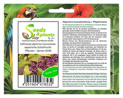 Stk - 10X Callicarpa Japonica Leucocarpa Japanische Schönfrucht Pflanzen - Samen B198 -