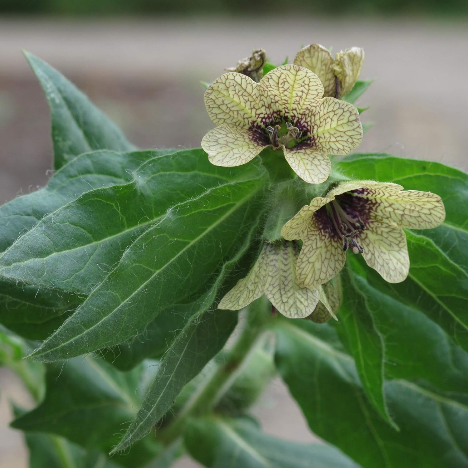 Piante leggendarie di equiseto - Set di semi con 5 piante magiche