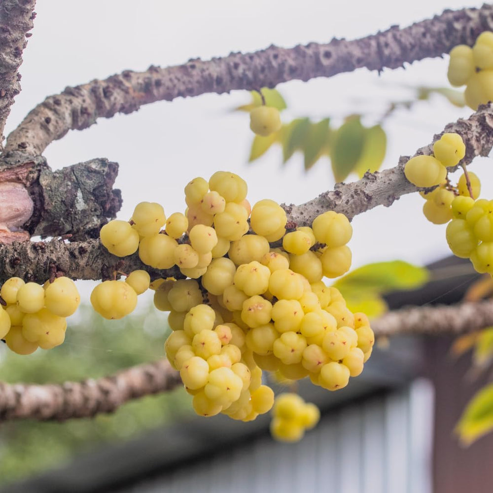 Gelbe Stachelbeere - Obstpflanze Auf Blumentopf 20 - Baum – 2 Jahre Anbau Italien
