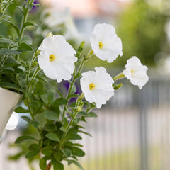 Semi di petunia: semi di petunia premium per circa 400 piante di petunia – Bellissimi semi di petunia per piante da balcone e da giardino – Semi di fiori – Semi di petunia rampicante – Fiori da balcone coltivati ​​in proprio