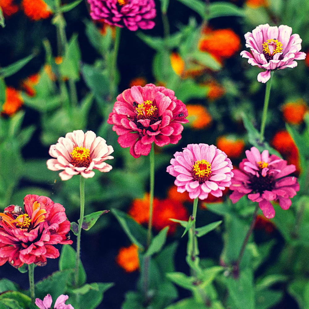 Mix di semi di zinnia (Zinnia) - Fiori estivi colorati per aiuole, balconi, terrazze e come fiori recisi in vasi