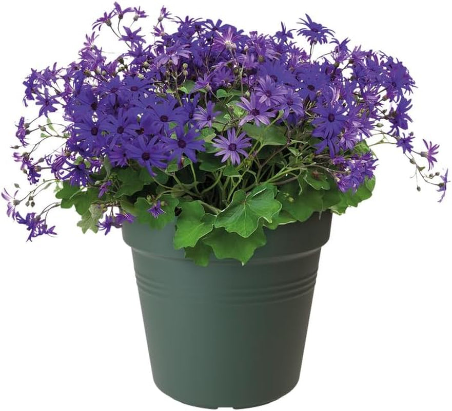 elho Green Basics Ghiveci pentru răsaduri 30 - Ghiveci pentru creștere și recoltare - Ø 30,0 x H 27,7 cm - Verde/Verde frunză