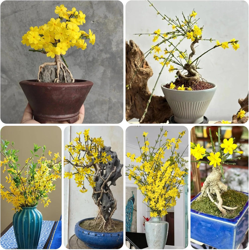 Winterjasmin Schnell Wachsende Sträucher Jasminum Nudiflorum Blumenbeet Sträucher Winterhart Blühend Bio Kletterpflanzen Frühlingsblume Gartendeko Für Draußen Balkonpflanzen 100Samen