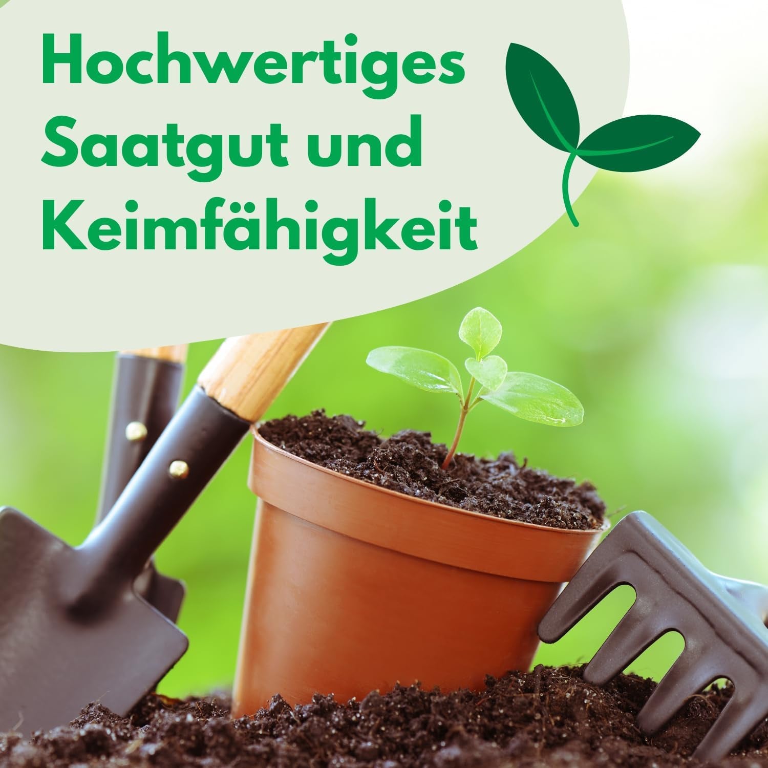 Semi Cosmos Sensation Mix 1g, Cosmos Mix Fiori estivi, Piante da giardino Piante da balcone, Semi di fiori