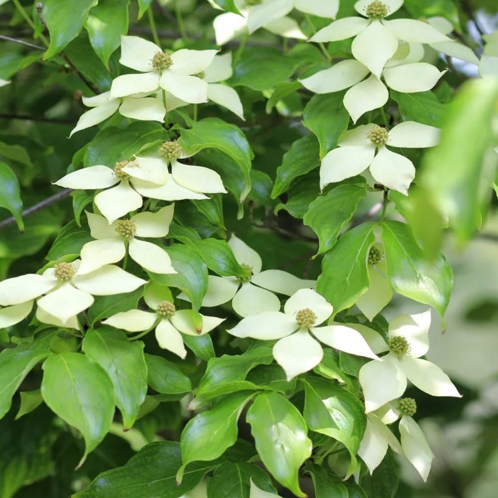 Hartriegelsamen, Cornus Kousa, Sträucher Winterhart Für Draußen Winterhart Wildblumensamen 100Pcs