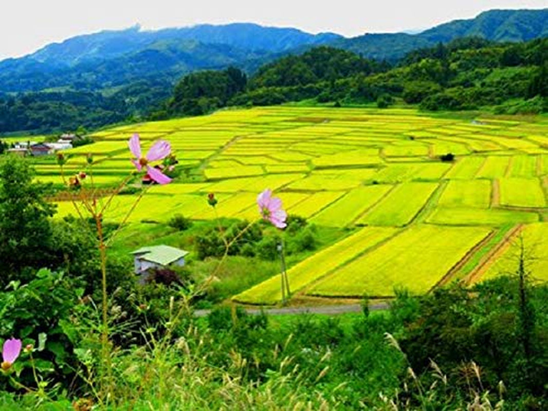 Riso Sushi AKAFUJI, Akitakomachi, 5000 g