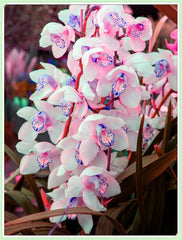 Mix di bulbi da fiore, bulbo magico misterioso, piantagione resistente, bulbo da fiore perenne resistente all'inverno, bulbi resistenti - 3 bulbi di orchidea