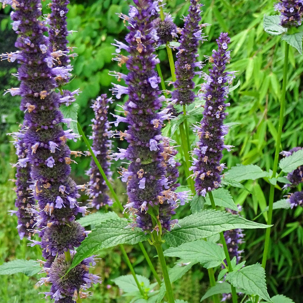 Piante profumate - Samenset mit 6 prachtvoll duftenden Blühpflanzen