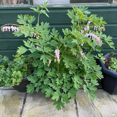 Tränendes Herz Frühlingsblume Winterharte Kübelpflanzen Dicentra Spectabilis Topfpflanzen Schnell Wachsende Sträucher Minigarten Bio Balkon Blumendeko Zimmerbonsai Grünpflanzen 40Samen