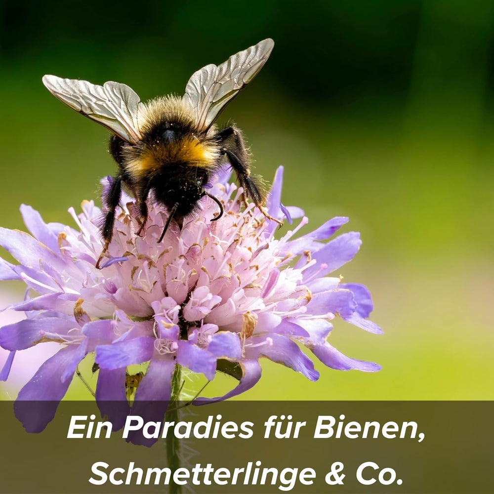 Semi di fiori ricoperti di argilla protettiva per api e farfalle, 400 g. Piante perenni e resistenti all'inverno, che creano un paesaggio fiorito di 20 m². Bellissimi semi di fiori di campo per un colorato pascolo di api. Regalo per bambini.