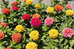 500 semi di zinnia e dalia, mix colorato, fiori da giardino, strati di fiori, vasi da balcone