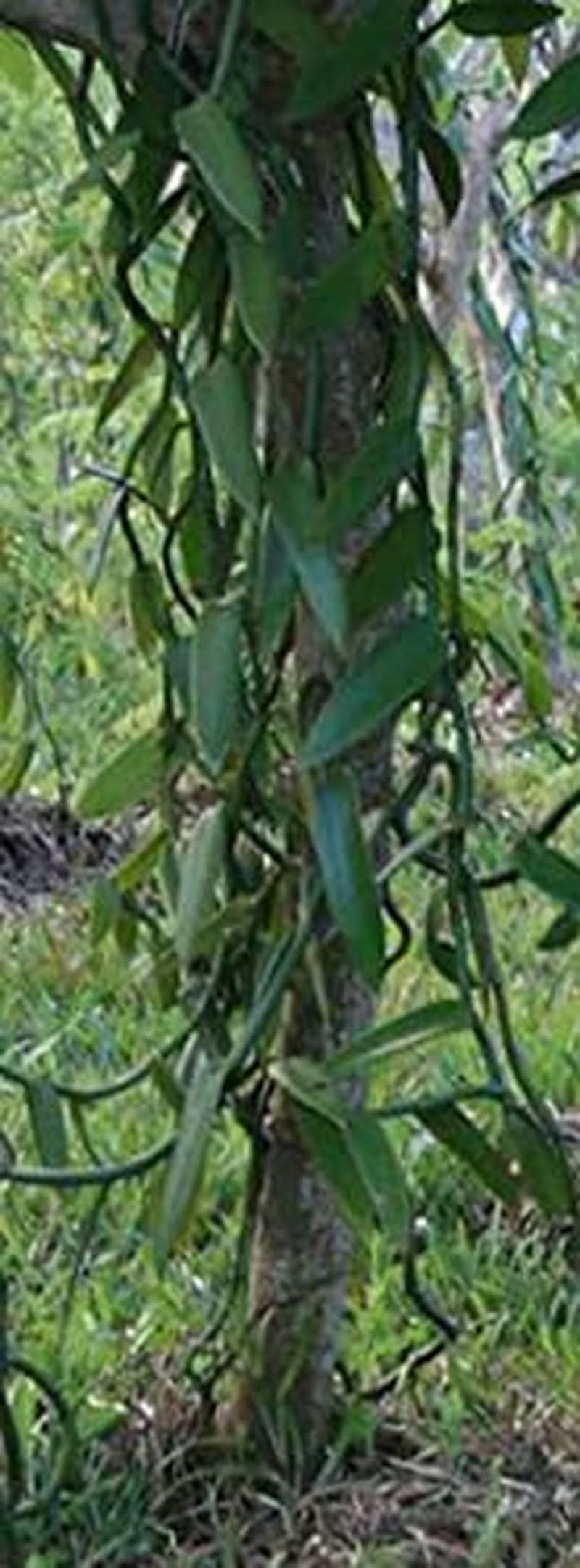 Pulbere de vanilie 50 G, pulbere de vanilie măcinată 100% pură Arome Naty Shop