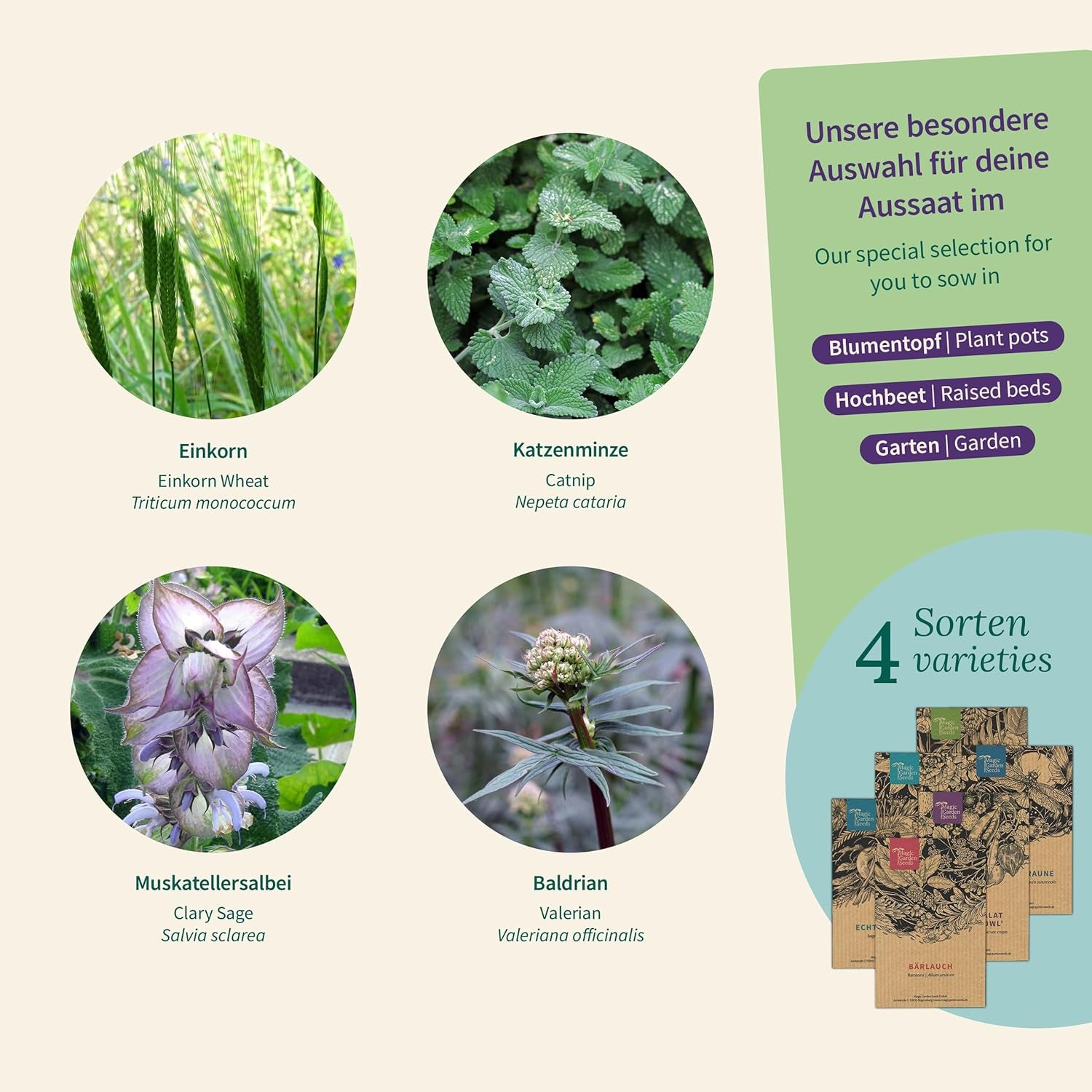 Magic Garden Seeds - Erbe per gatti: erba gatta, valeriana, salvia e erba gatta - Scatola di semi con 4 piante per gioco, stuzzichini e relax