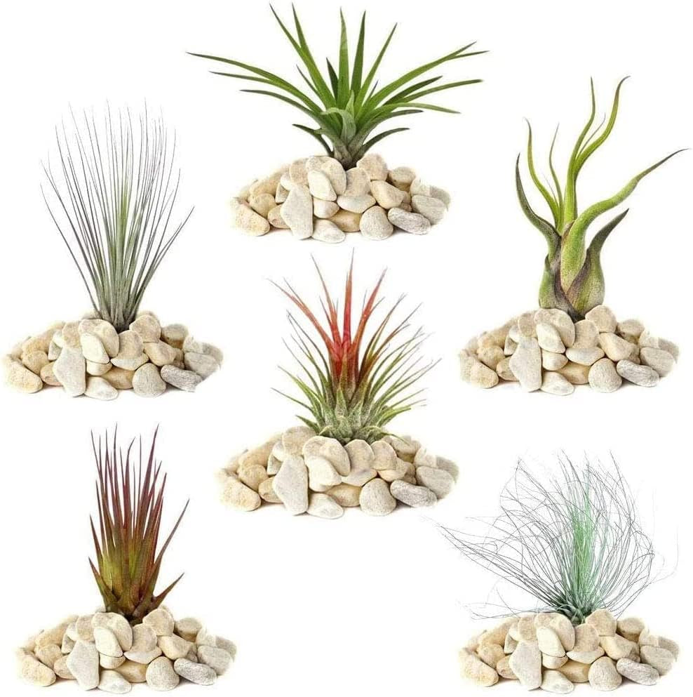Il sogno dei giardinieri: 4 vere piante di Tillandsia - 4 vere piante d'aria di Tillandsia - Piante da terrario - Piante decorative da terrario - Piante da appartamento per purificare l'aria - Piante decorative - Piante vere