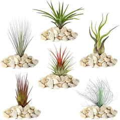 Il sogno dei giardinieri: 4 vere piante di Tillandsia - 4 vere piante d'aria di Tillandsia - Piante da terrario - Piante decorative da terrario - Piante da appartamento per purificare l'aria - Piante decorative - Piante vere