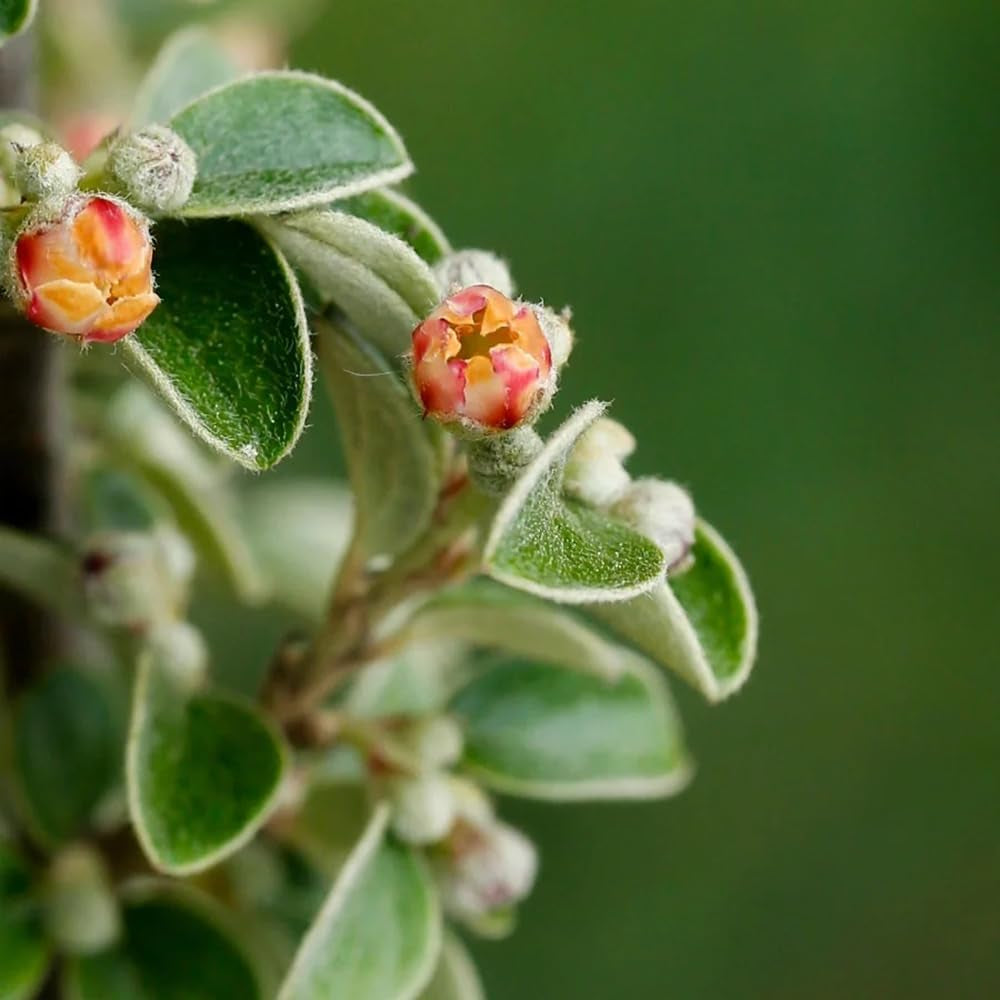 Teppichmispel, Geschenke Für Gärtner Bodendecker Cotoneaster Dammeri, Kaufen Zwergmispel, Sträucher Winterhart Immergrün Blumensamen Balkonpflanzen Alte Sorten 450Samen