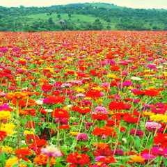 Mix di semi di zinnia (Zinnia) - Fiori estivi colorati per aiuole, balconi, terrazze e come fiori recisi in vasi