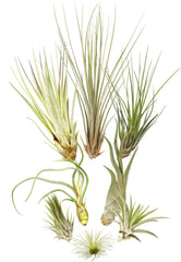 Tillandsien 8Er-Mix, Tillandsia Bromeliengewächs