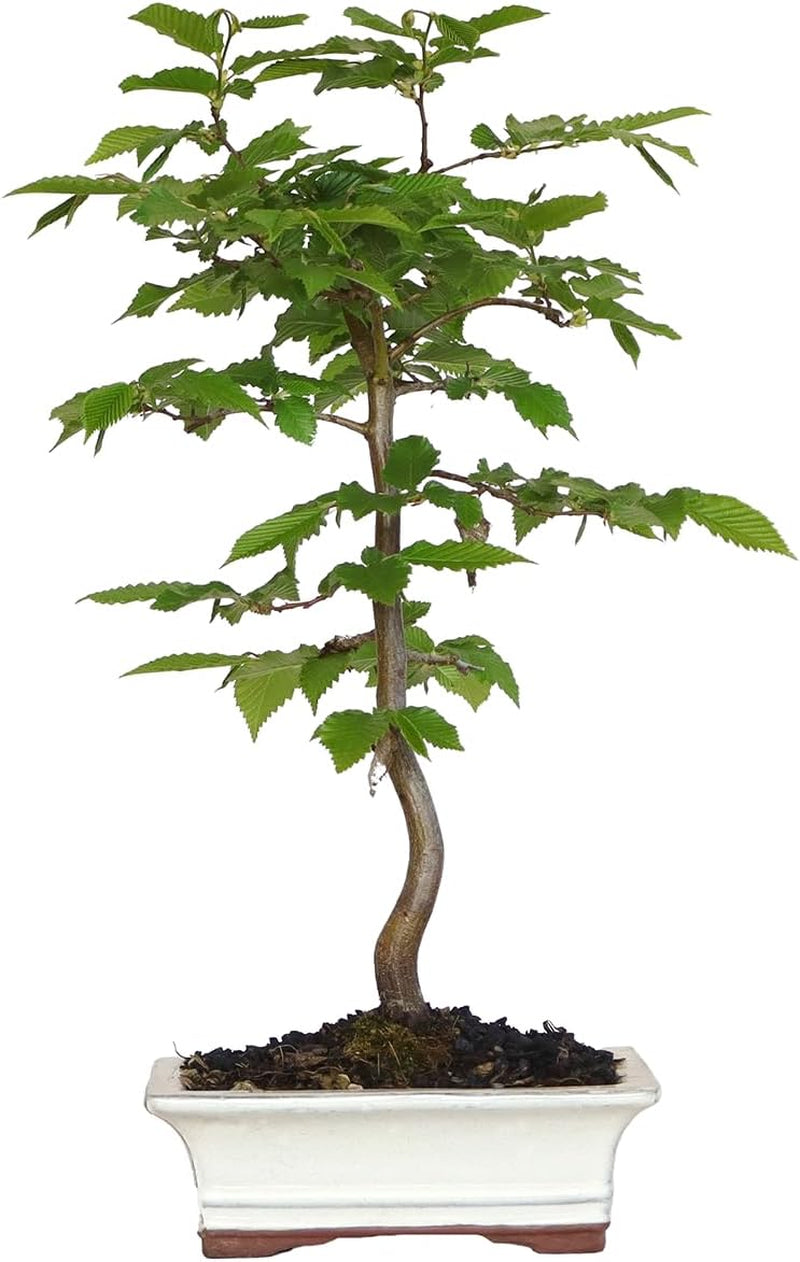 KENTIS - Hainbuche Bonsai - Carpinus Betulus - Echte Zierpflanzen Für Draußen - Garten Balkon Terrasse - H 45/55 Cm Ø 26 Cm
